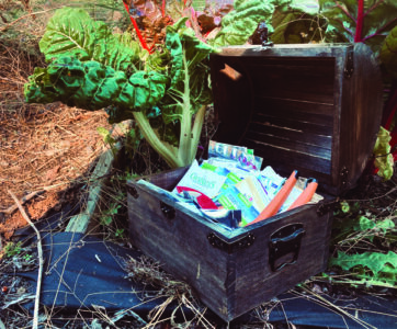A wooden treasure chest full of seed packets beside growing greens in a garden.